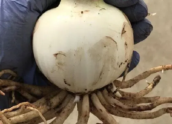 种球|百子莲种球保存方法与种植时间