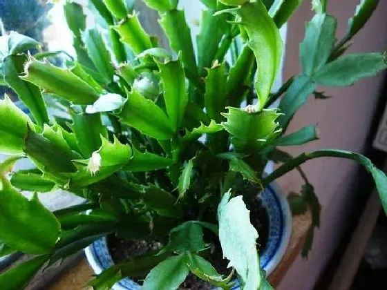 不开花|蟹爪兰为什么不开花 不开花原因及解决方法