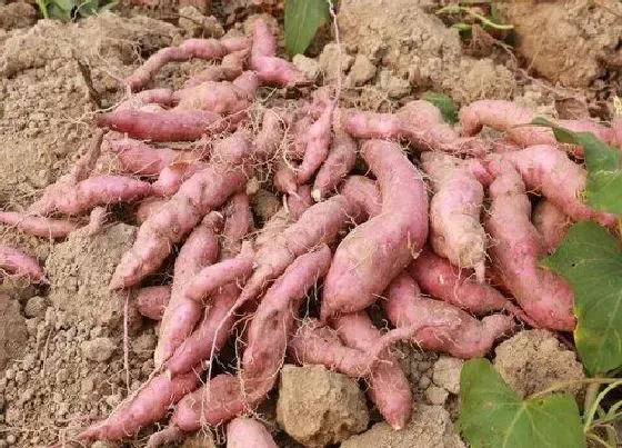 种植管理|红薯怎么种植才能高产结得多又大 红薯种植新技术及窍门