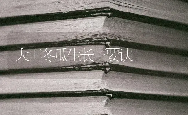 大田冬瓜生长三要诀 | 蔬菜种植