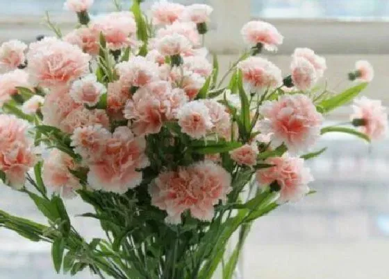 植物寓意|表示生日的花 花语是生日的花