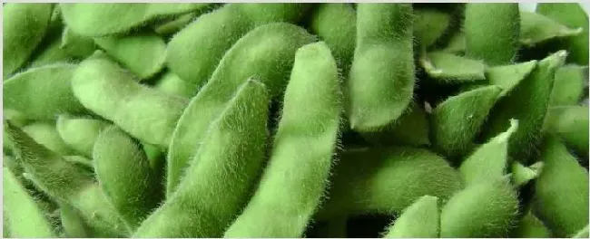 毛豆的种植方法和时间 | 农业技术