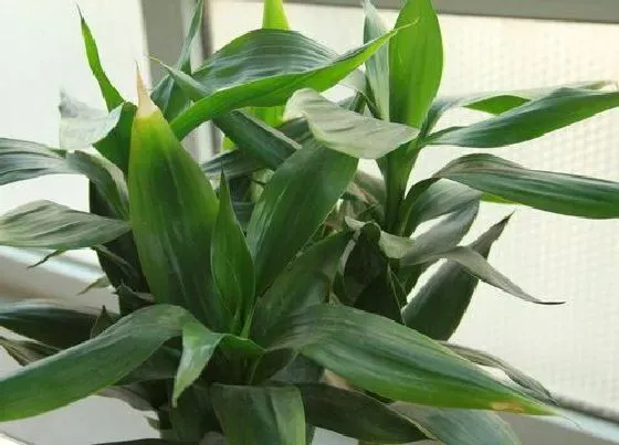 植物寓意|富贵竹的寓意和象征风水