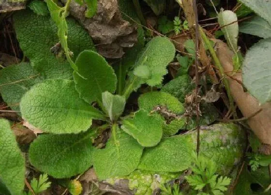 植物百科|蛤蟆草又叫什么名称