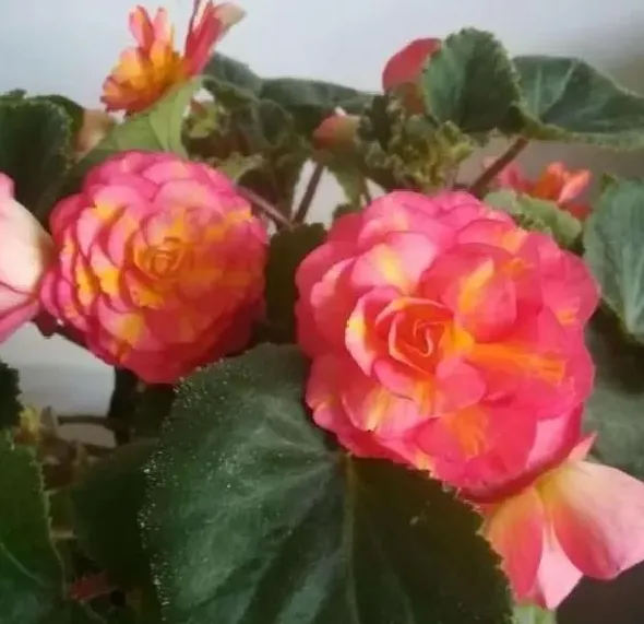 植物繁殖|四季海棠繁殖方法和注意事项，懒人扦插四季海棠方法）