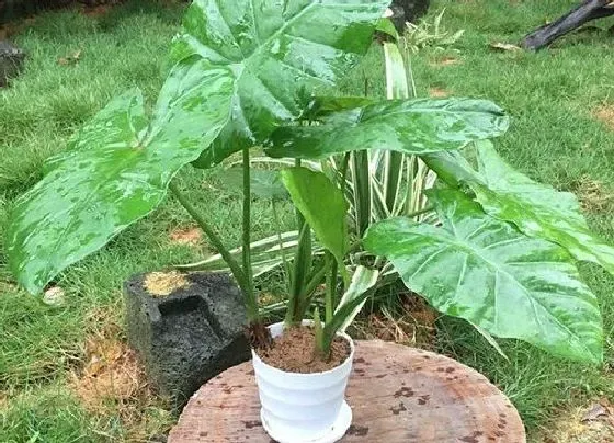 植物百科|滴水观音开花好不好 开花的风水寓意