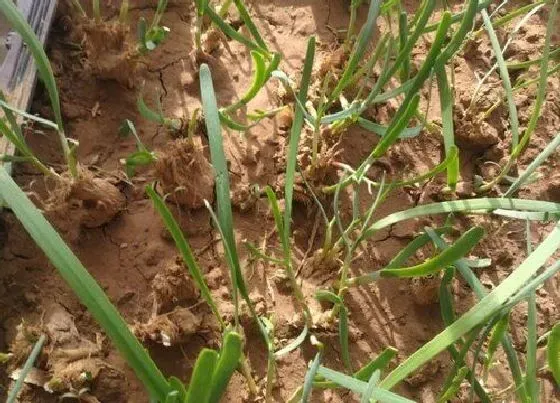 种植管理|韭菜种植时间及方法 南方韭菜老根什么时候移栽最合适