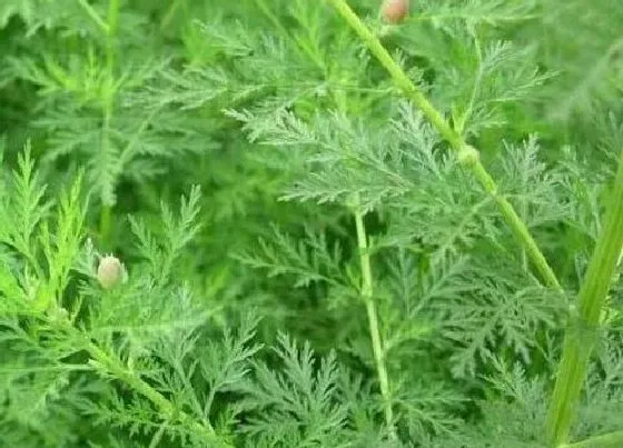 植物百科|箐篙是什么植物