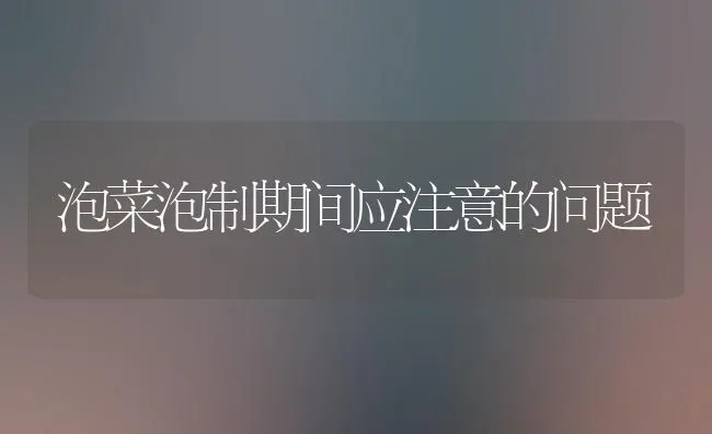 泡菜泡制期间应注意的问题 | 蔬菜种植