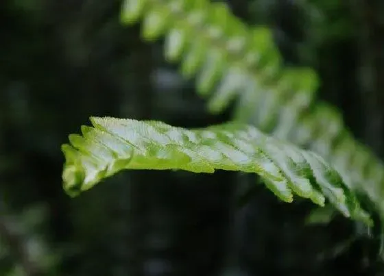 植物种类|肾蕨是草本植物吗