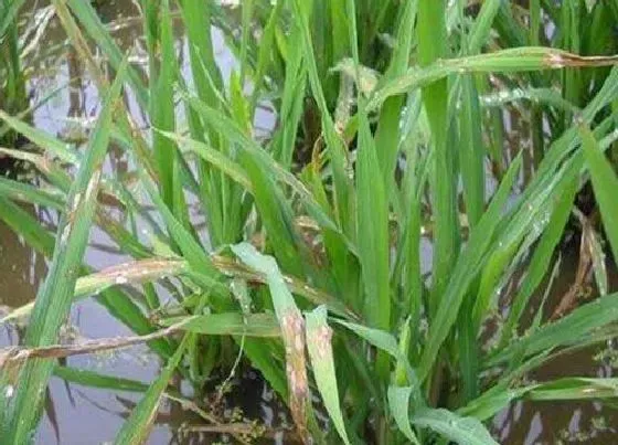 植物病害|水稻青枯病用什么药