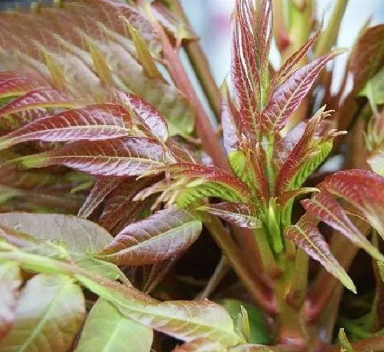 植物百科|香椿树一年能长多高 每年能长多少公分