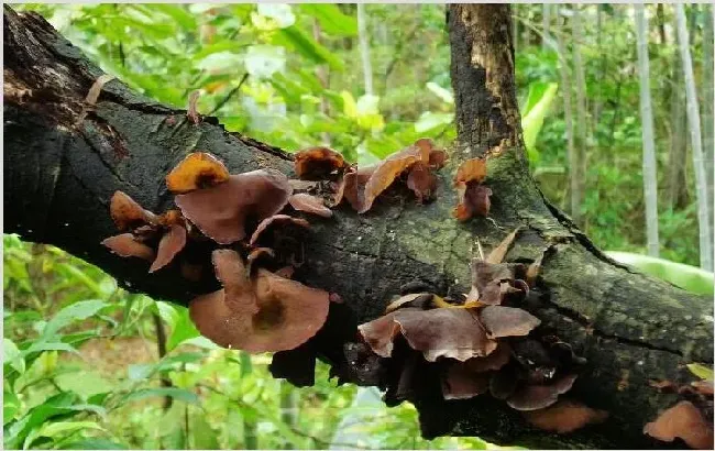 黑木耳种植技术 黑木耳种植的方法是什么？ | 农业技术