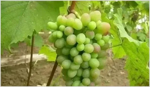 7月葡萄催熟处理及管理事项 | 养殖技术