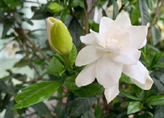 植物施肥|栀子花喜肥吗 喜欢施什么肥料