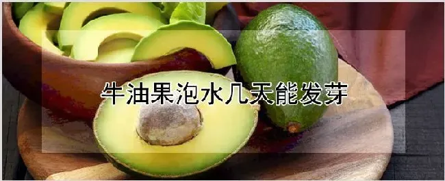 牛油果泡水几天能发芽 | 自然知识