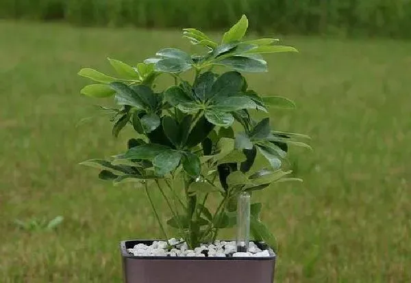 植物浇水|摇钱树浇水时间和正确方法