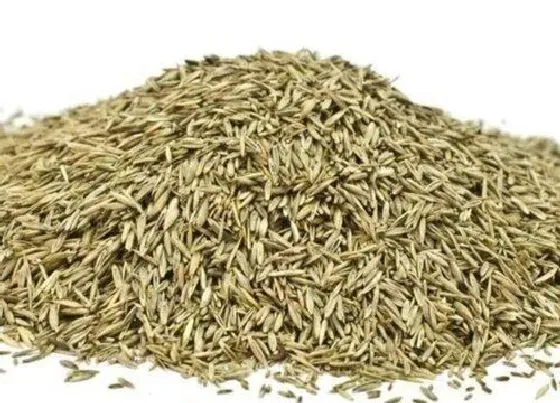 种植育种|地坪草种子什么时候种植最好