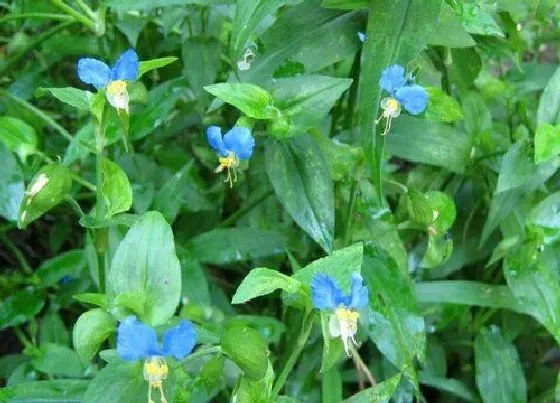 植物百科|鸭不吃草是什么草