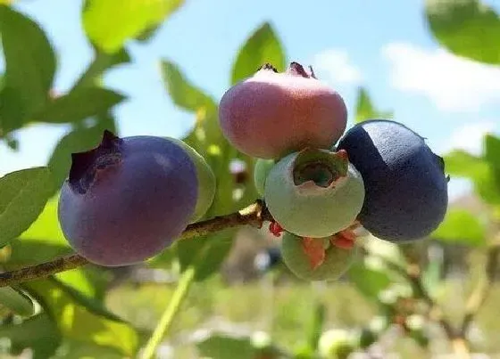 种植管理|蓝莓什么季节种植合适