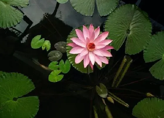 花语|睡莲的花语和寓意 不同颜色睡莲代表什么意思