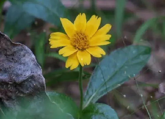 生长环境|菊花生长在哪里 适合生长在什么地方