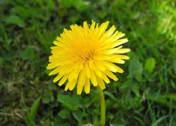 植物百科|蒲公英长在什么地方