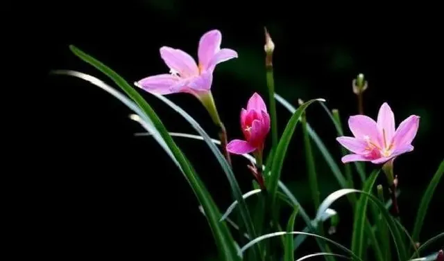 植物繁殖|盆栽韭菜花怎么繁殖，韭菜兰繁殖方法如下）