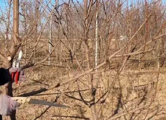 植物修剪|李子树怎么修剪方法