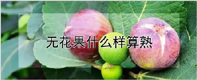 无花果什么样算熟 | 农业科普