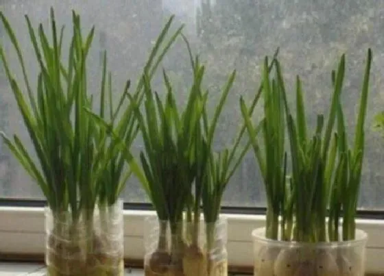植物播种|大蒜种子怎么种植