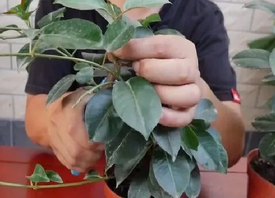 植物修剪|飘香藤怎么修剪方法