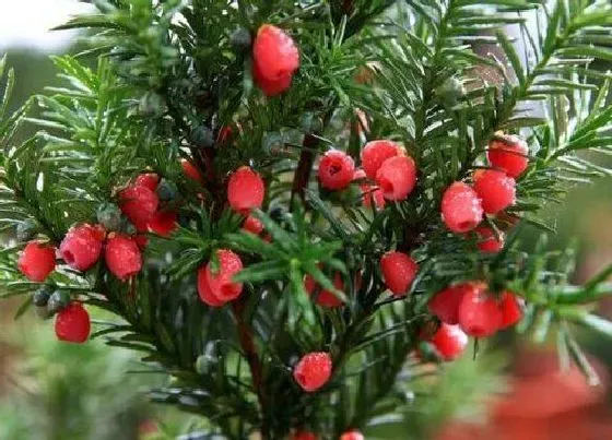 植物百科|红豆杉属于什么类植物 是被子还是裸子植物