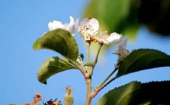 植物毒性|小苹果有毒吗 可以放在室内养吗