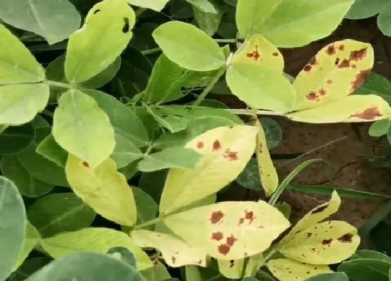 植物病害|花生黄叶病用什么药效果好