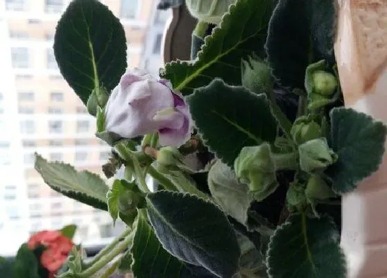 叶蔫|芙蓉花叶子发蔫原因及补救方法