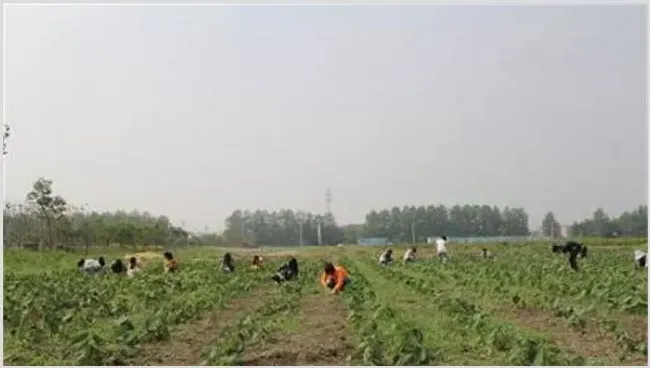 红花田间管理技术 | 种植资料