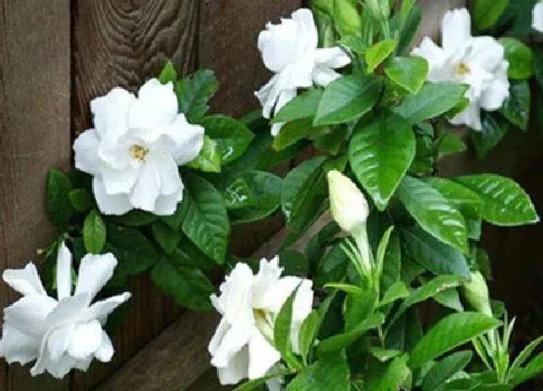 植物浇水|栀子花需要每天浇水吗