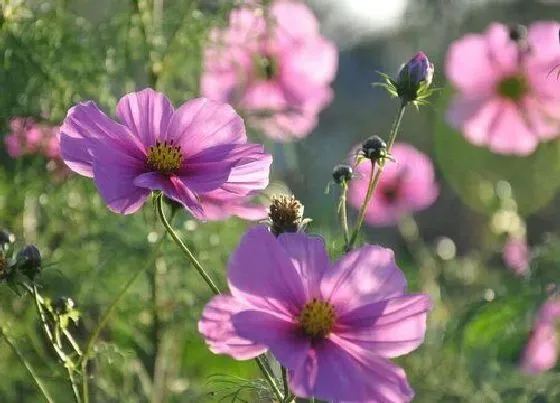 开花时间|波斯菊一年开几次花