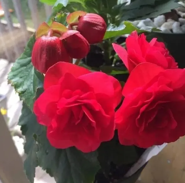植物繁殖|四季海棠繁殖方法和注意事项，懒人扦插四季海棠方法）