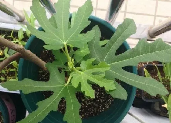 种植位置|家里可以种无花果树吗