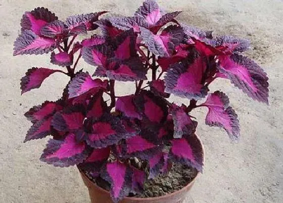 植物种类|观叶盆栽有哪些 观叶盆景常见植物有哪些