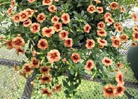 植物百科|矮牵牛是一年生还是多年生