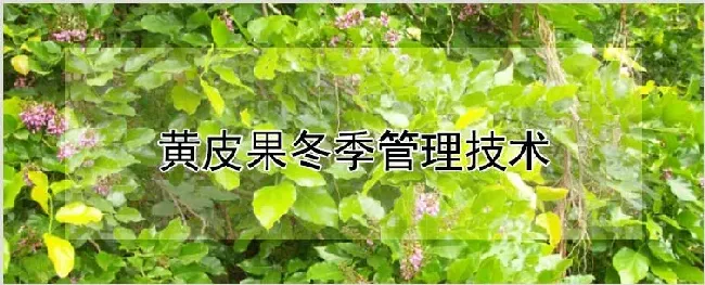 黄皮果冬季管理技术 | 自然知识