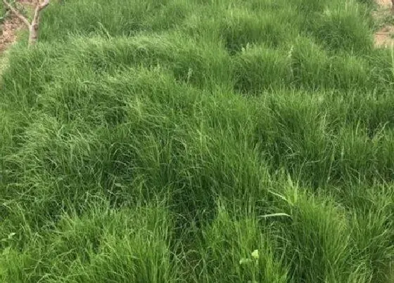 种植育种|地坪草种子什么时候种植最好