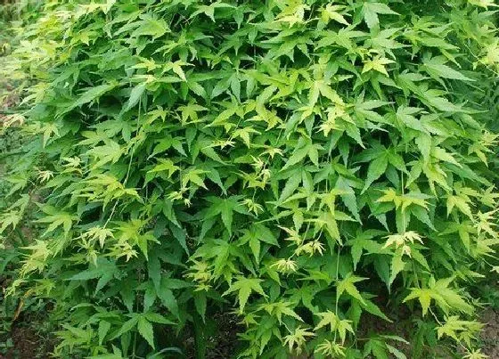 植物嫁接|槭树可以嫁接吗