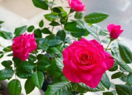 叶子干枯|玫瑰花叶子干枯怎么办