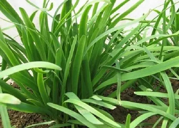 养殖科普|韭菜喜水还是喜旱