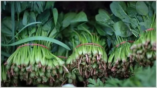 怎样种菠菜出得好又快？ | 自然知识