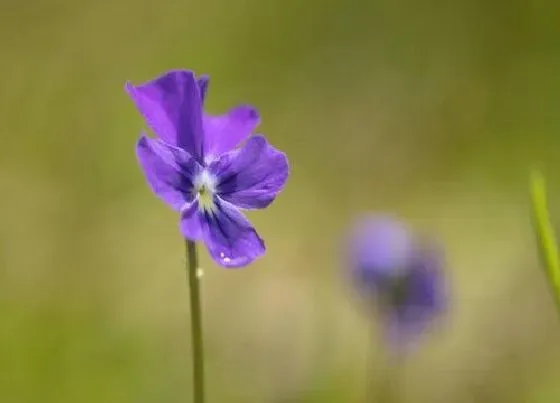 植物播种|紫罗兰什么时候播种最好